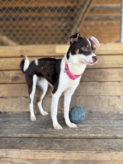 Stella Rose, an adopted mixed breed in Plano, TX image 2/4