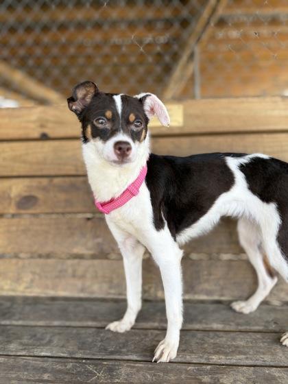 Stella Rose, an adopted mixed breed in Plano, TX image 4/4
