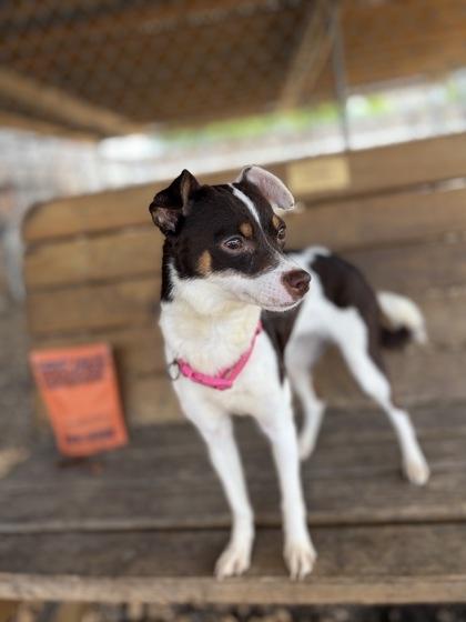 Stella Rose, an adopted mixed breed in Plano, TX image 3/4