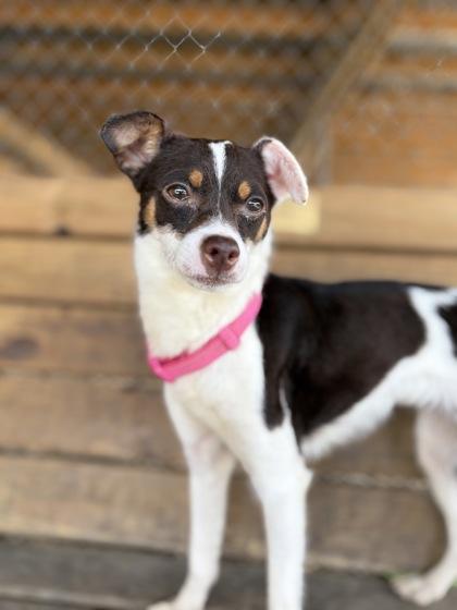 Stella Rose, adopted, Adult Female Chihuahua.