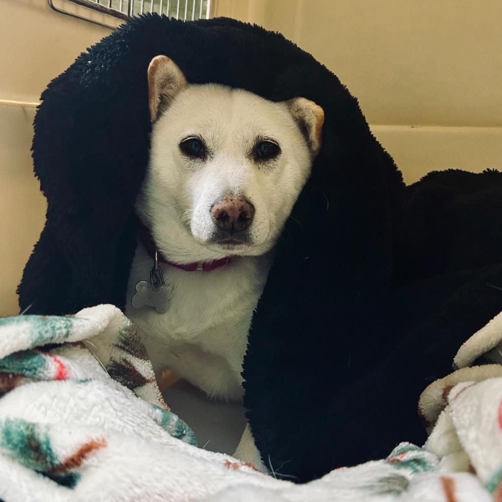 Wallflower, Adoptable, Adult Female Shiba Inu.