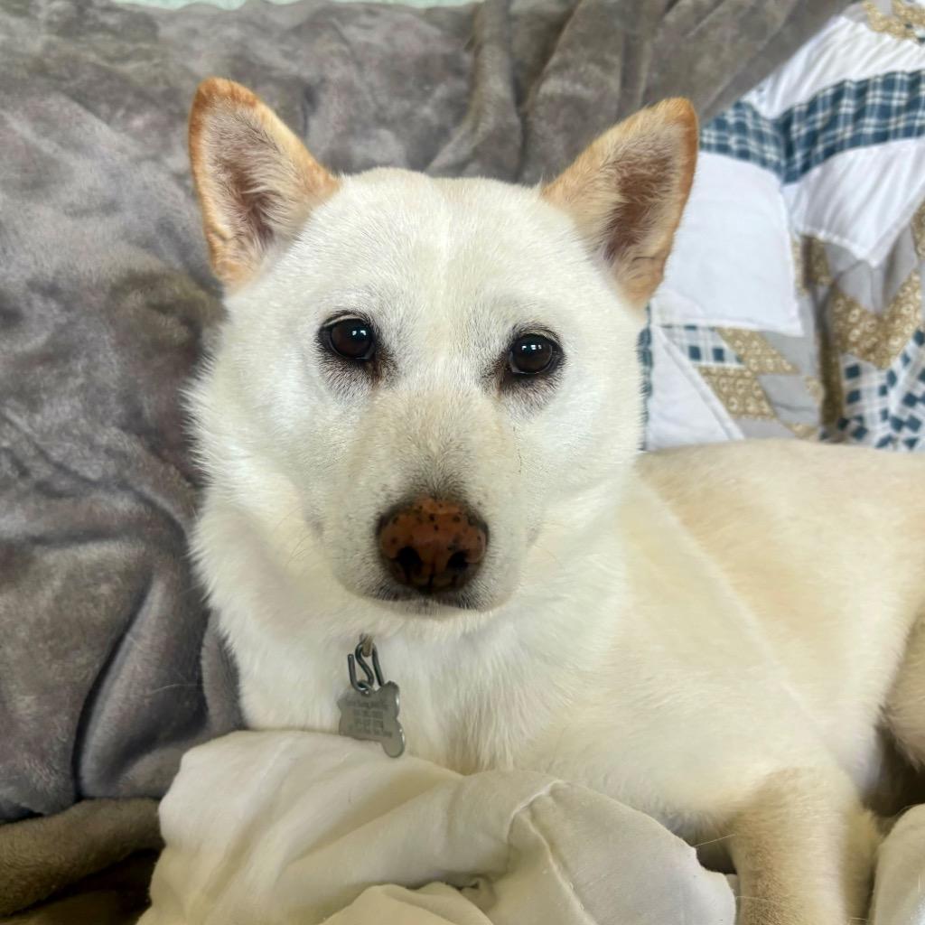 Wallflower, Adoptable, Senior Female Shiba Inu.