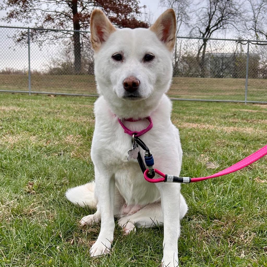 Enlarge Wallflower, a Adoptable Shiba Inu in State College, PA image 3/6