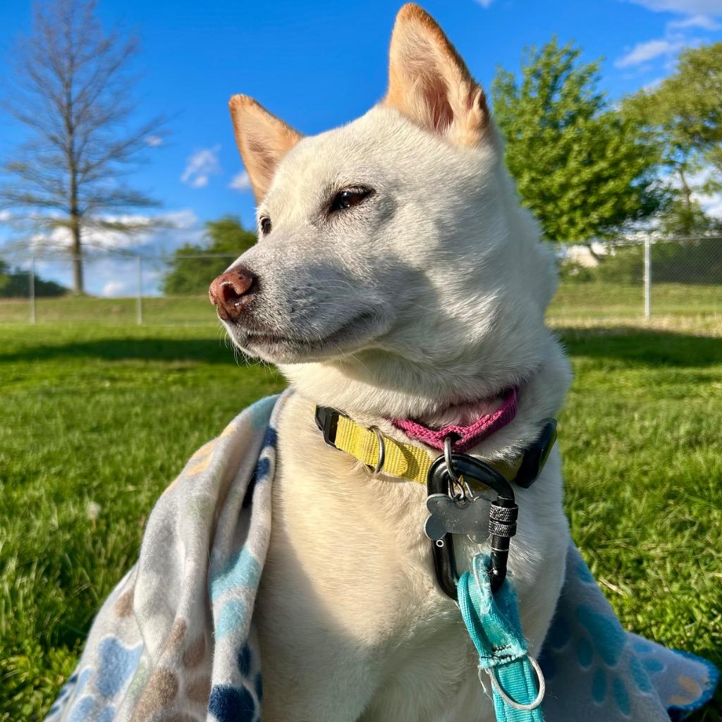 Wallflower, a Adoptable Shiba Inu in State College, PA image 3/6