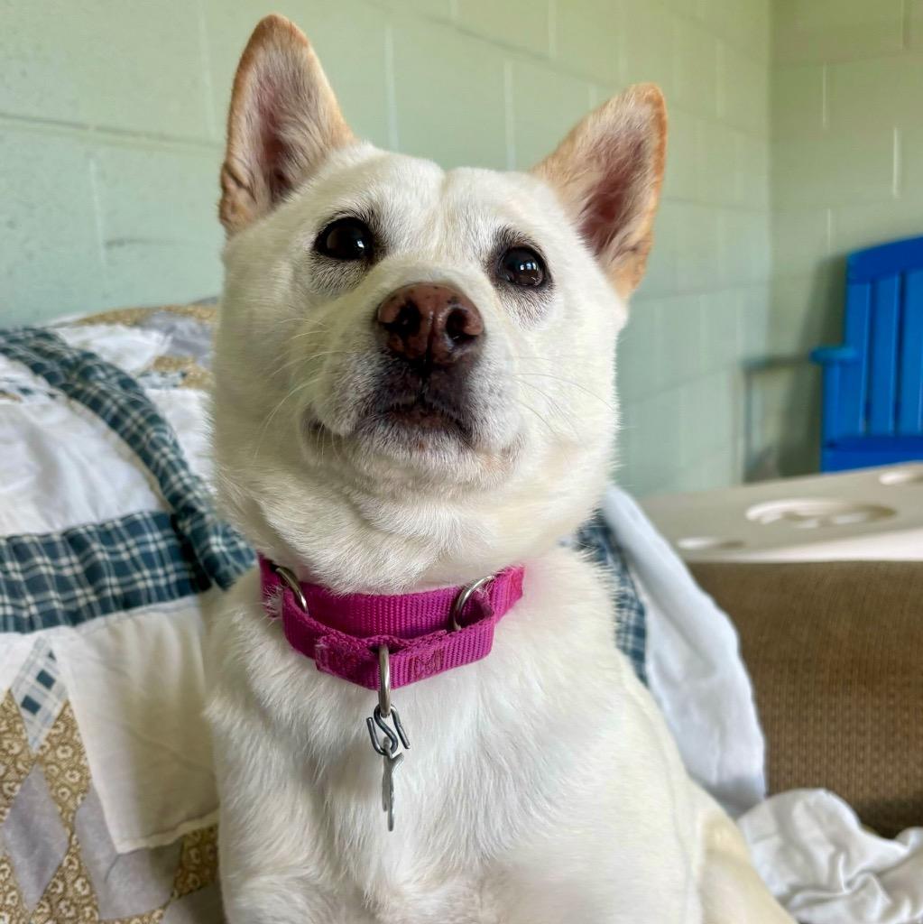 Enlarge Wallflower, a Adoptable Shiba Inu in State College, PA image 4/6