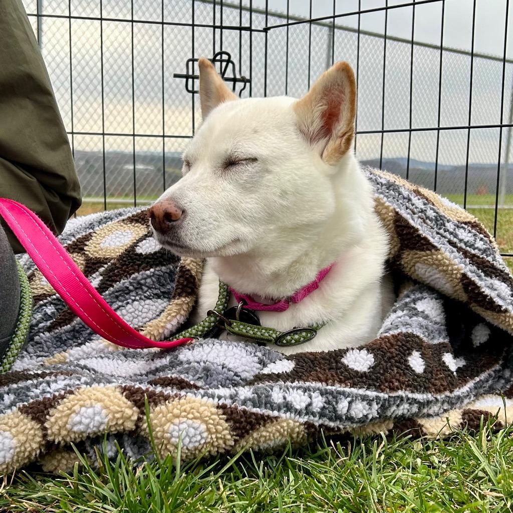 Enlarge Wallflower, a Adoptable Shiba Inu in State College, PA image 5/6