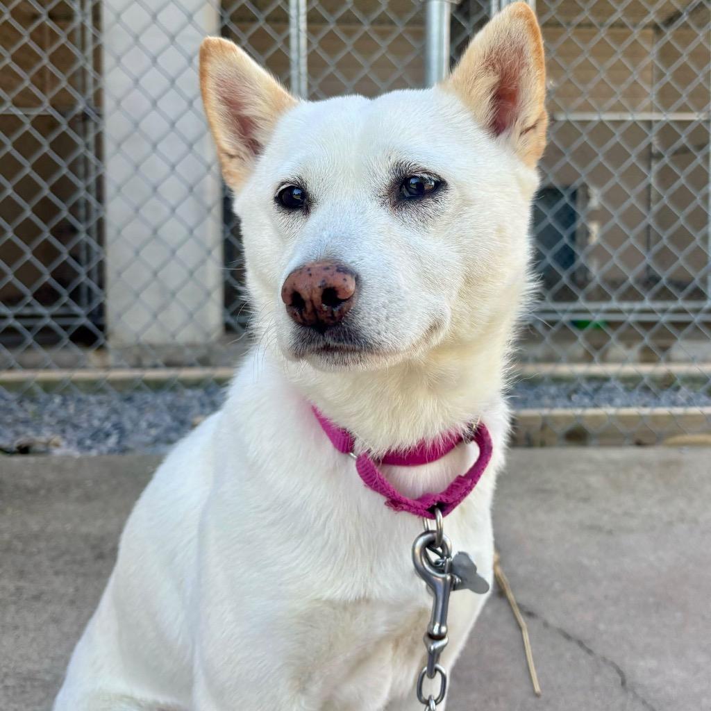 Enlarge Wallflower, a Adoptable Shiba Inu in State College, PA image 6/6