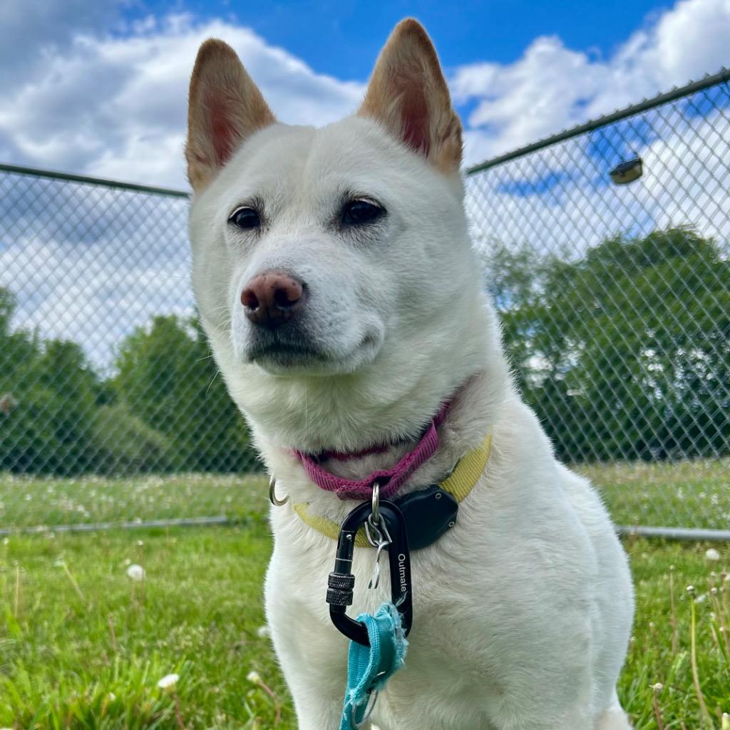 Wallflower, a Adoptable Shiba Inu in State College, PA image 6/6