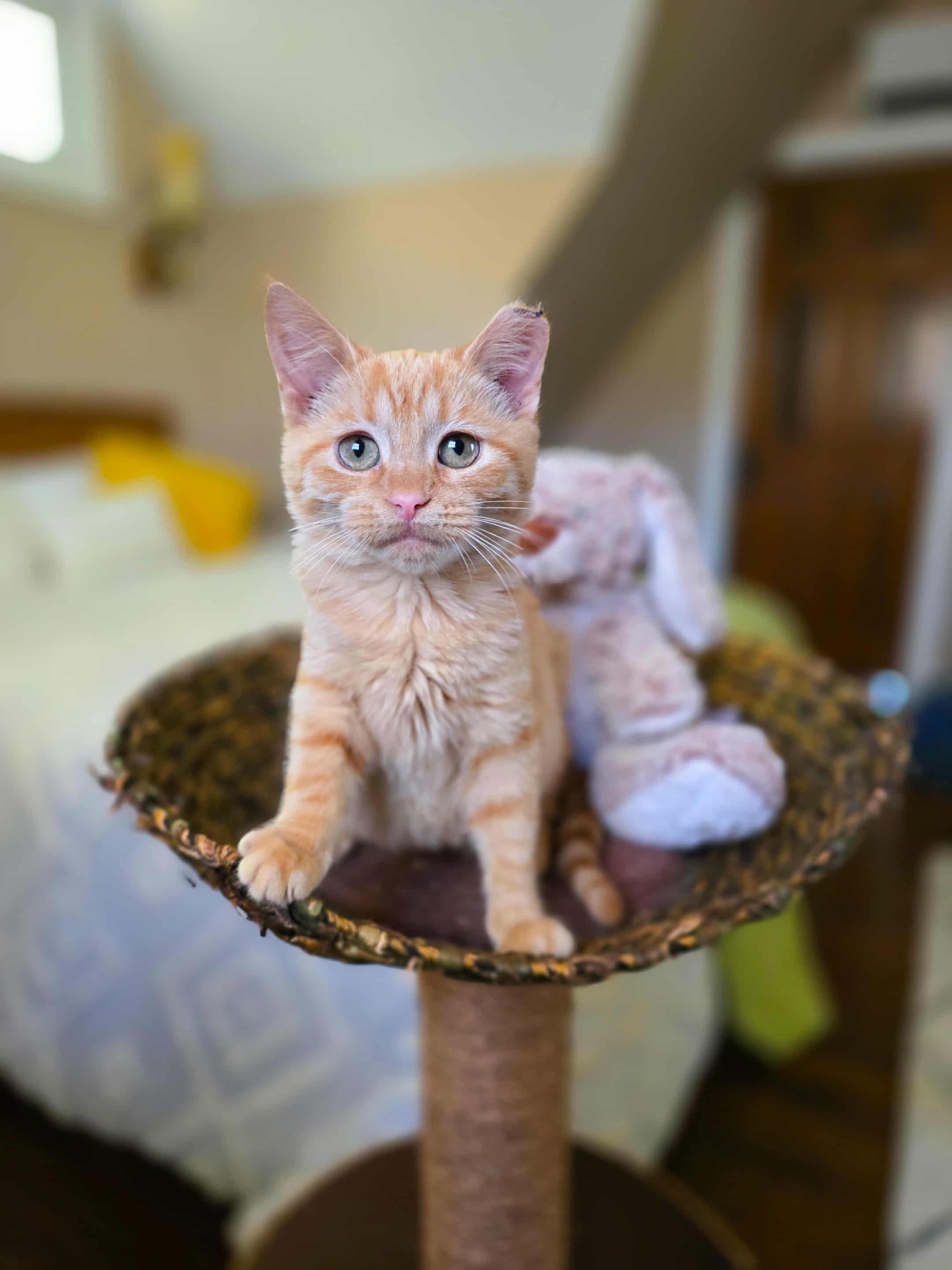 Enlarge Nutmeg, a Adoptable Domestic Short Hair in Mullica Hill, NJ image 1/4