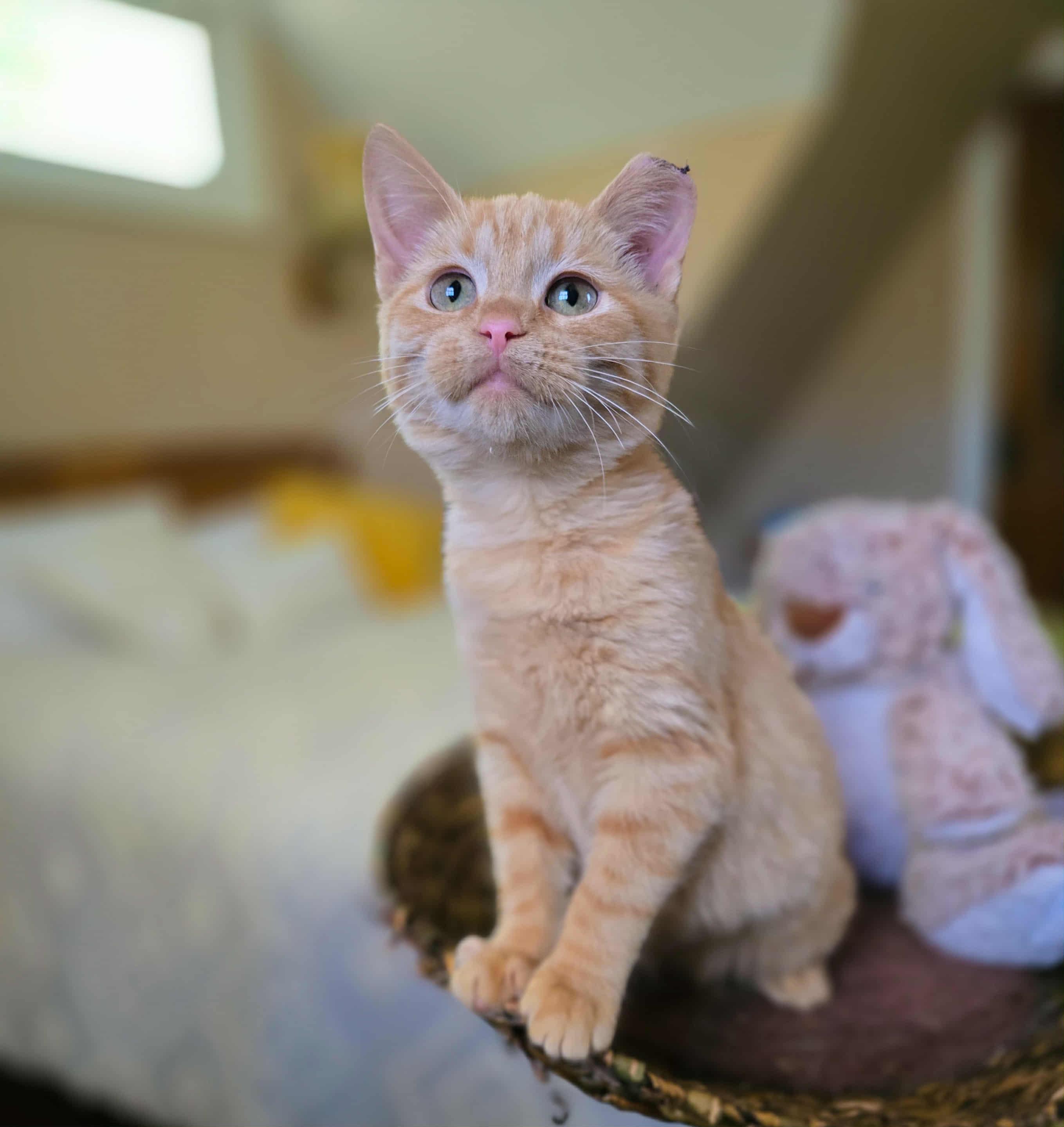 Enlarge Nutmeg, a Adoptable Domestic Short Hair in Mullica Hill, NJ image 2/4