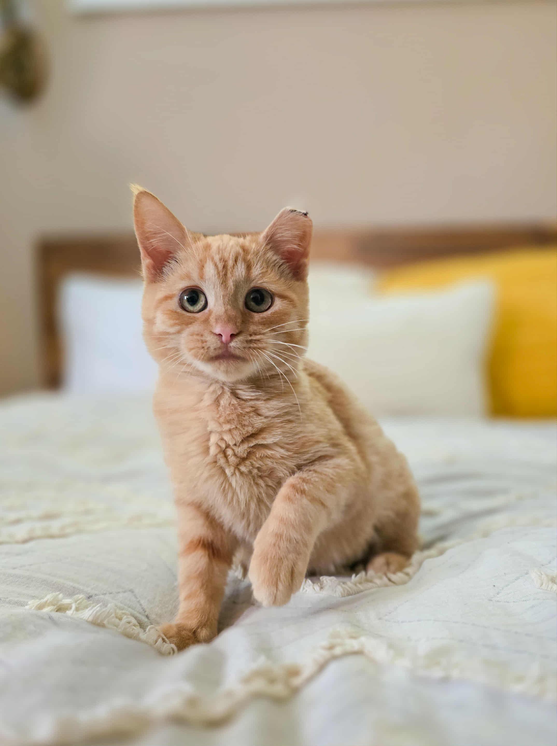 Enlarge Nutmeg, a Adoptable Domestic Short Hair in Mullica Hill, NJ image 3/4