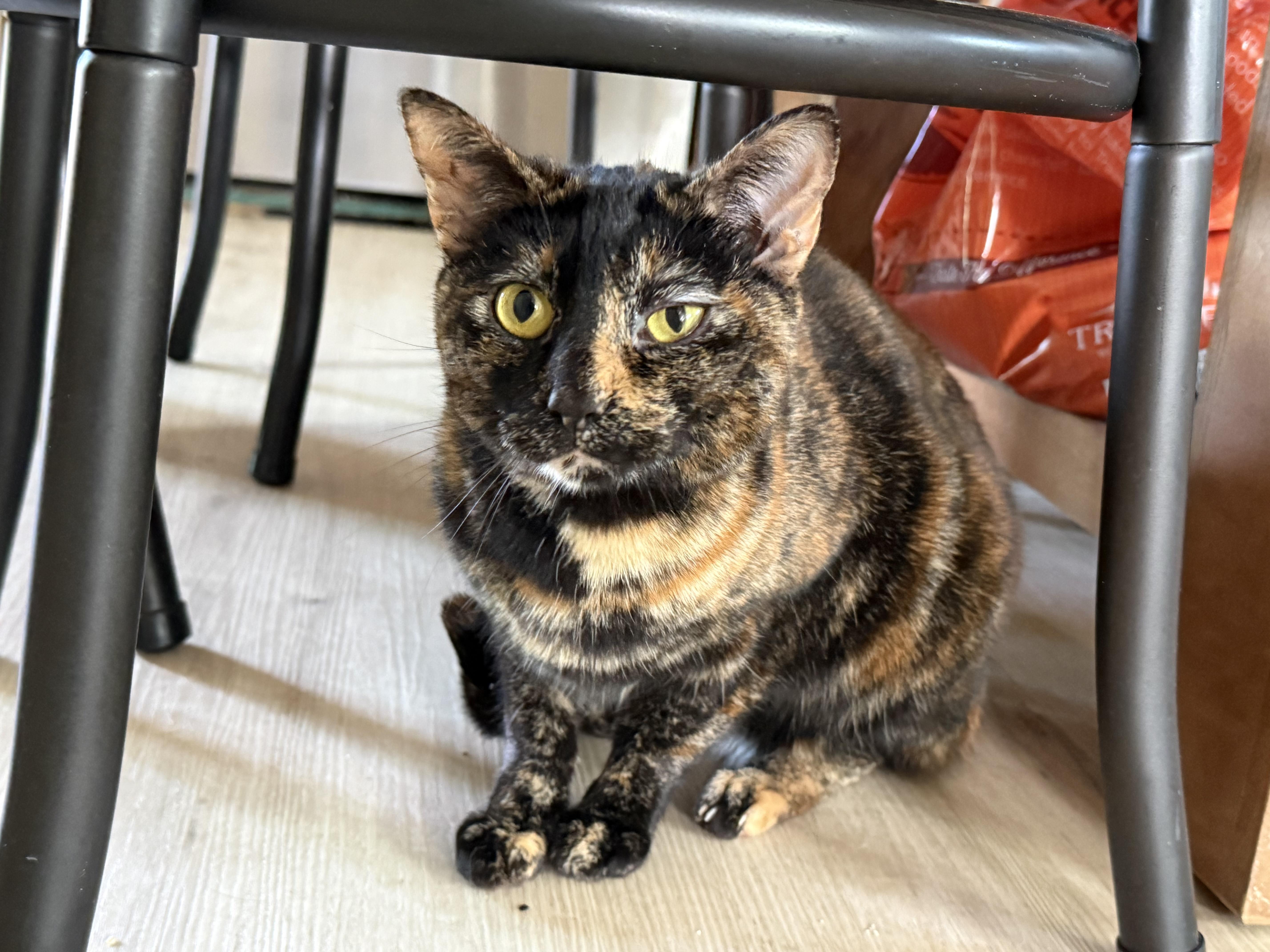 Enlarge Winky, a ADOPTABLE mixed breed in Sherman Oaks, CA image 1/4