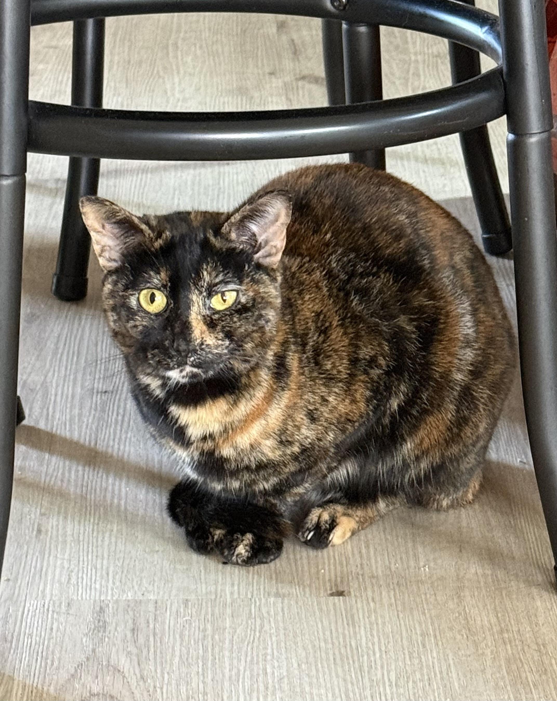 Enlarge Winky, a ADOPTABLE mixed breed in Sherman Oaks, CA image 4/4