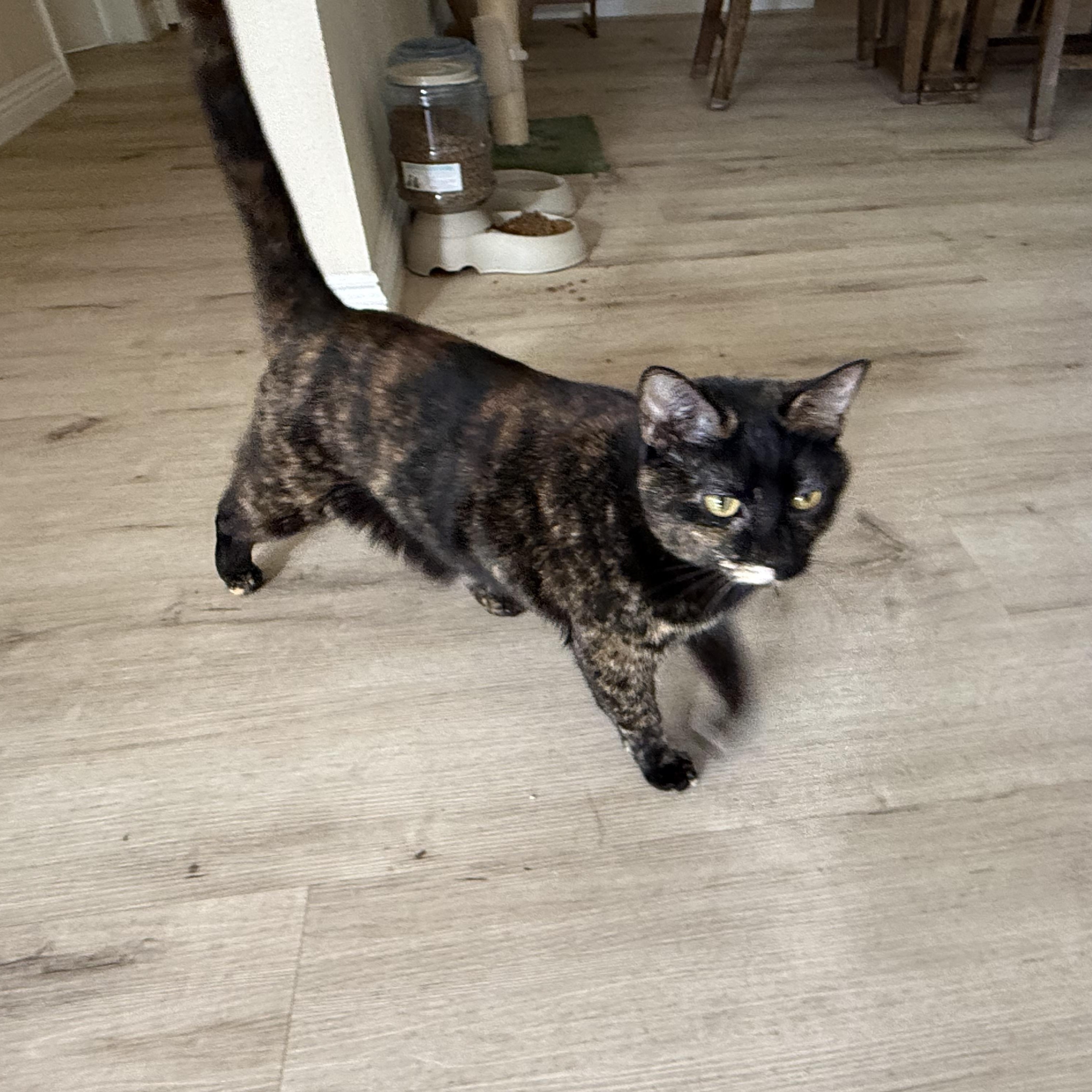 Winky, ADOPTABLE, Adult Female Tortoiseshell & American Shorthair.