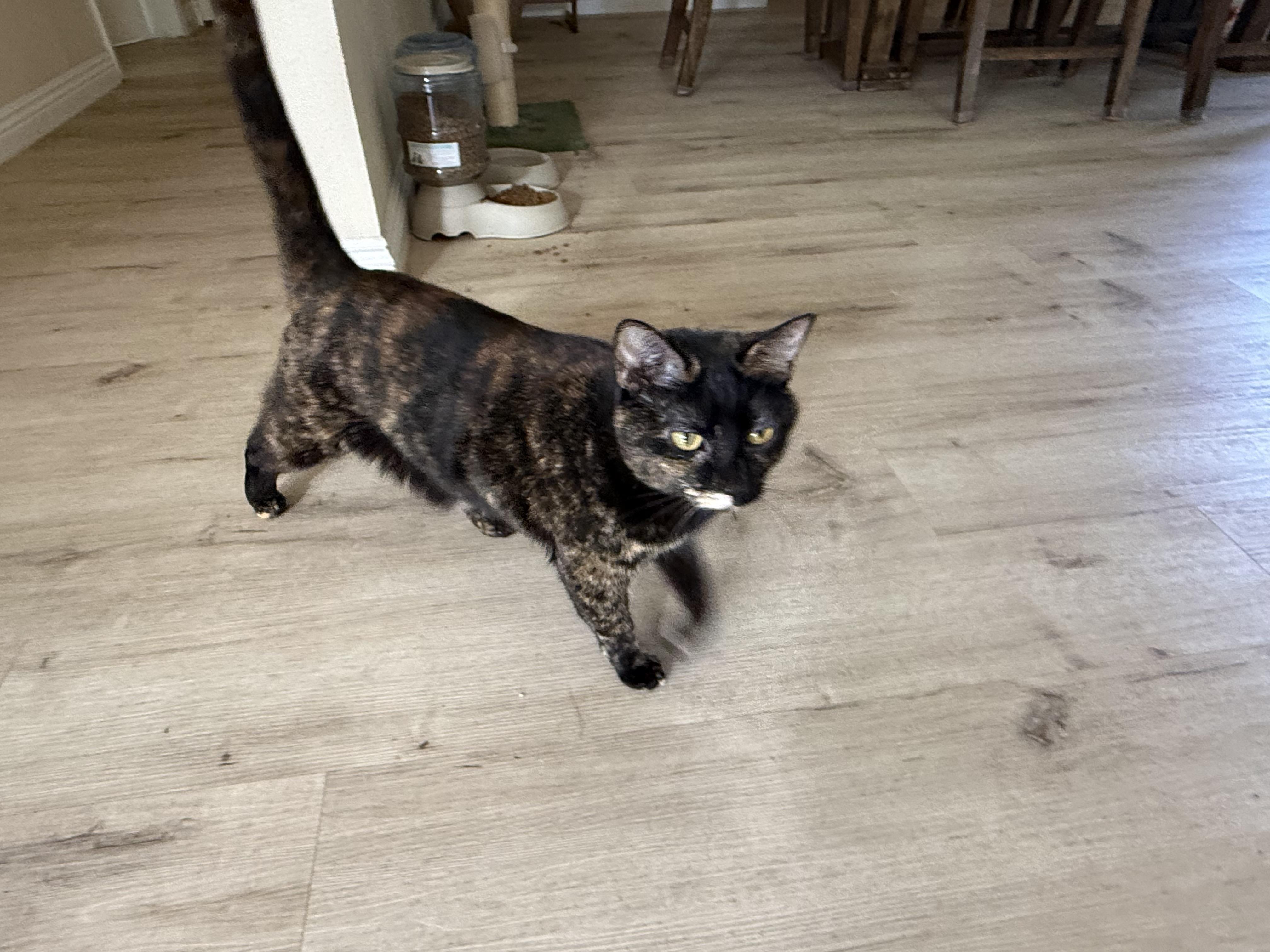 Enlarge Winky, a ADOPTABLE mixed breed in Sherman Oaks, CA image 2/4