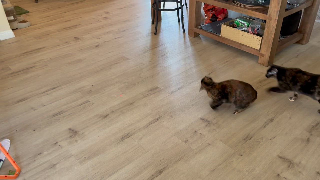 Enlarge Winky, a ADOPTABLE mixed breed in Sherman Oaks, CA video 3/4