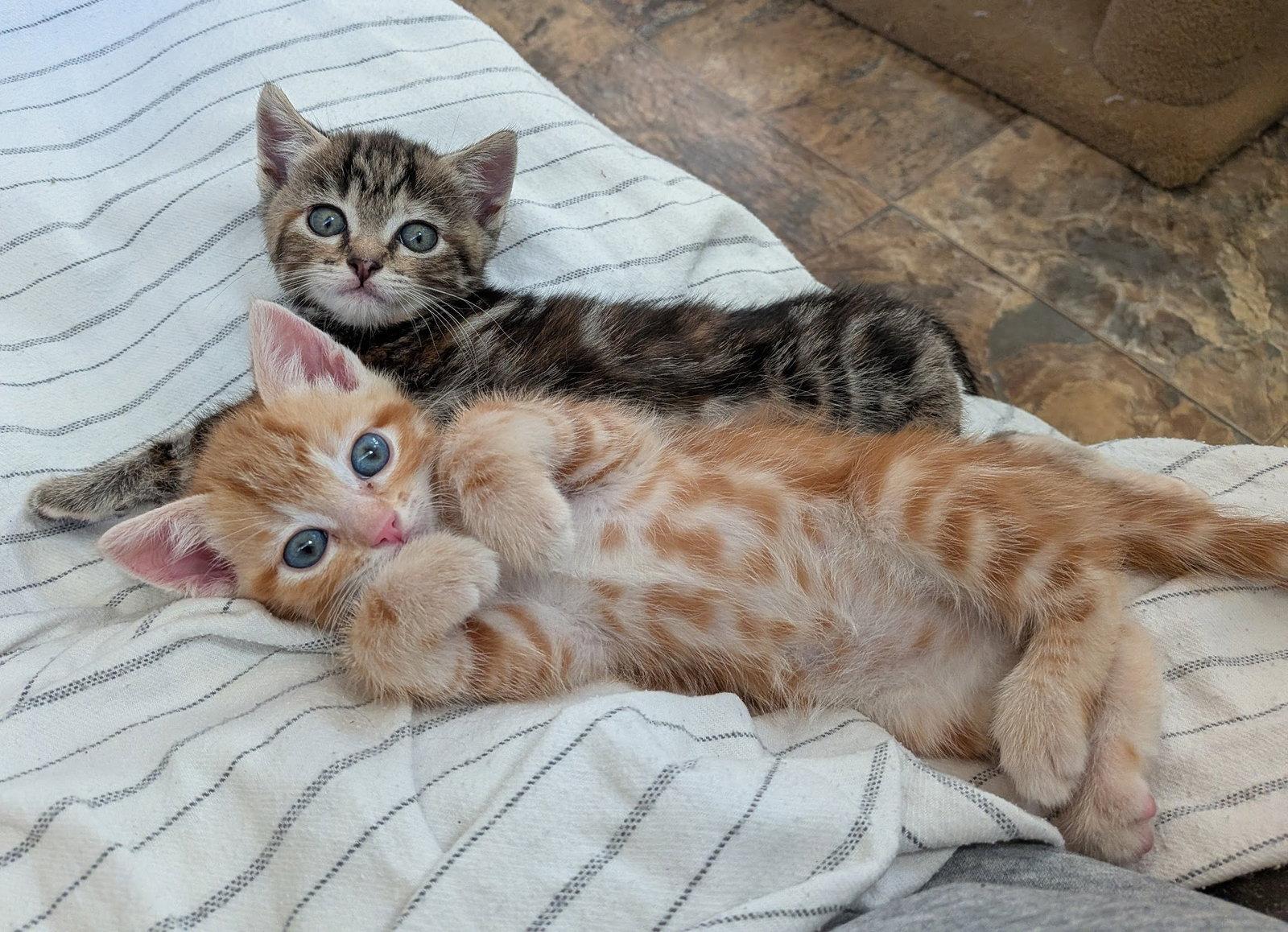 Ellie & Smores - sweetie siblings, a Adopted mixed breed in San Luis Obispo, CA image 3/3