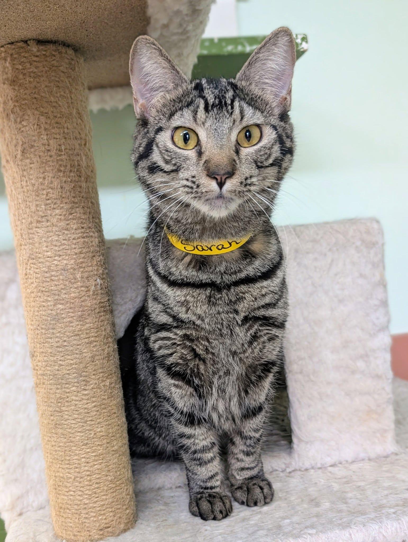 Sarah, ADOPTABLE, Young Female Domestic Short Hair.