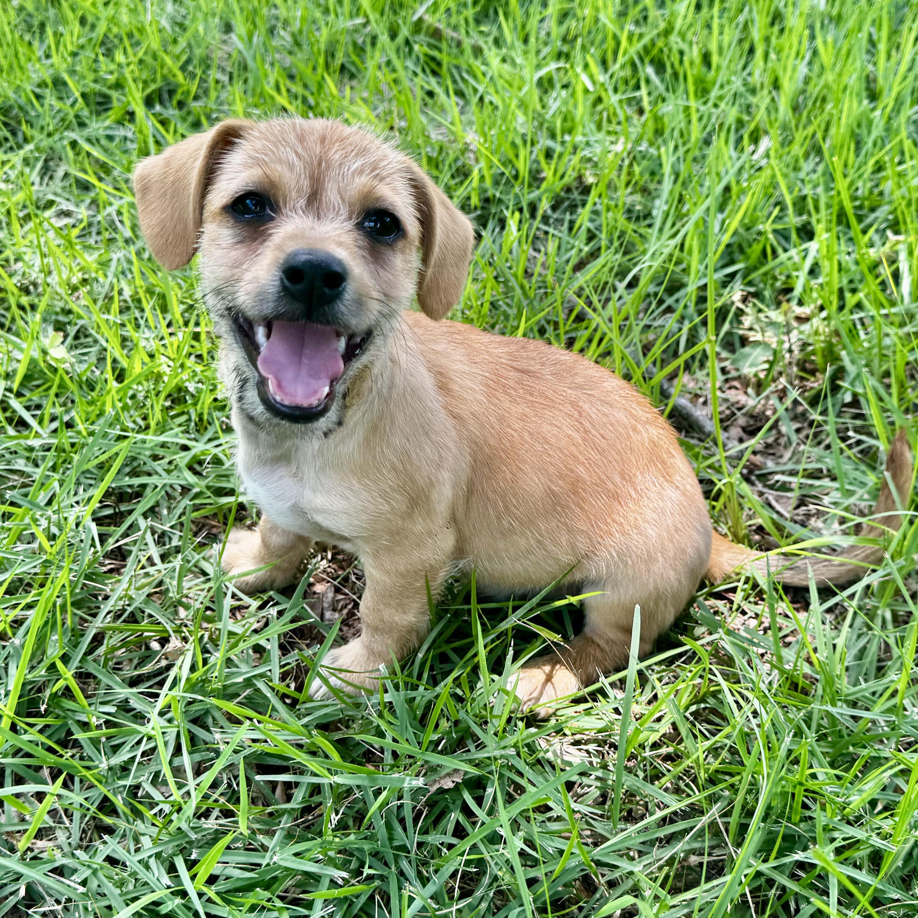 Enlarge Hollis, a Adoptable mixed breed in Beach Haven, NJ image 1/6