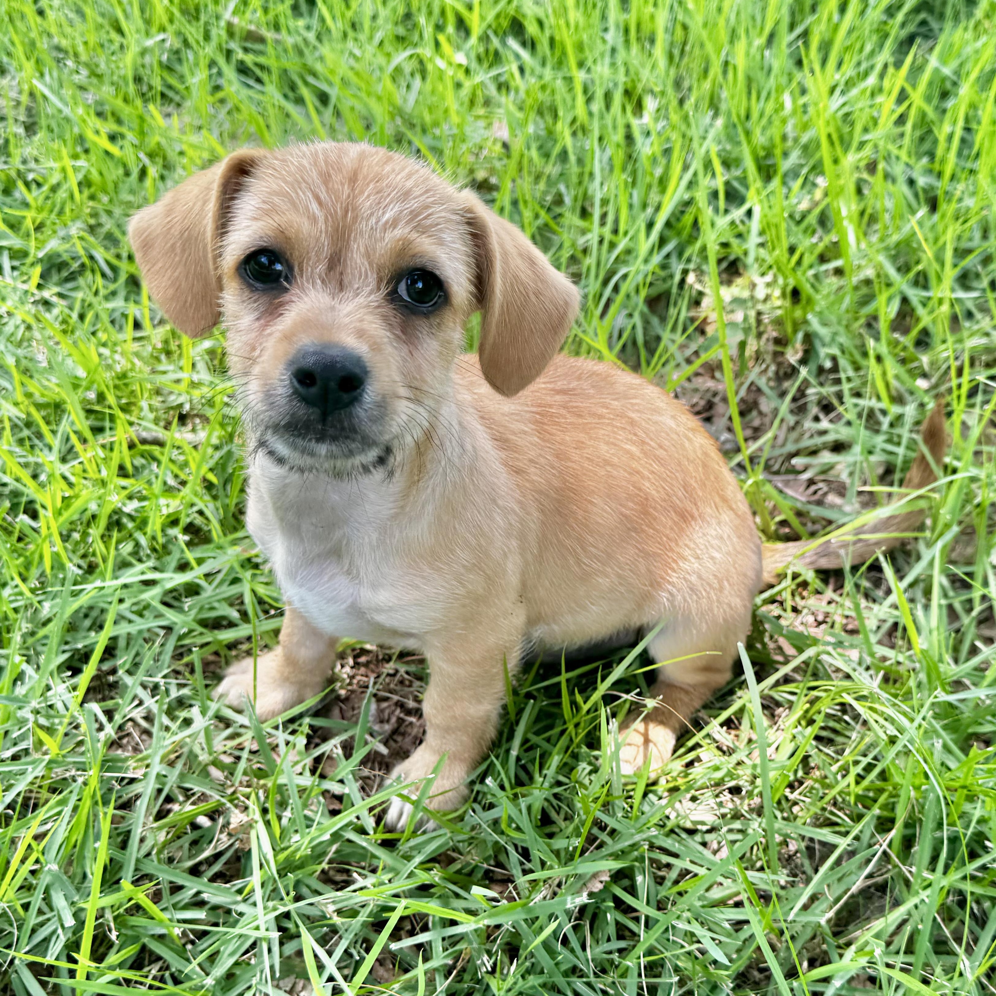 Enlarge Hollis, a Adoptable mixed breed in Beach Haven, NJ image 4/6