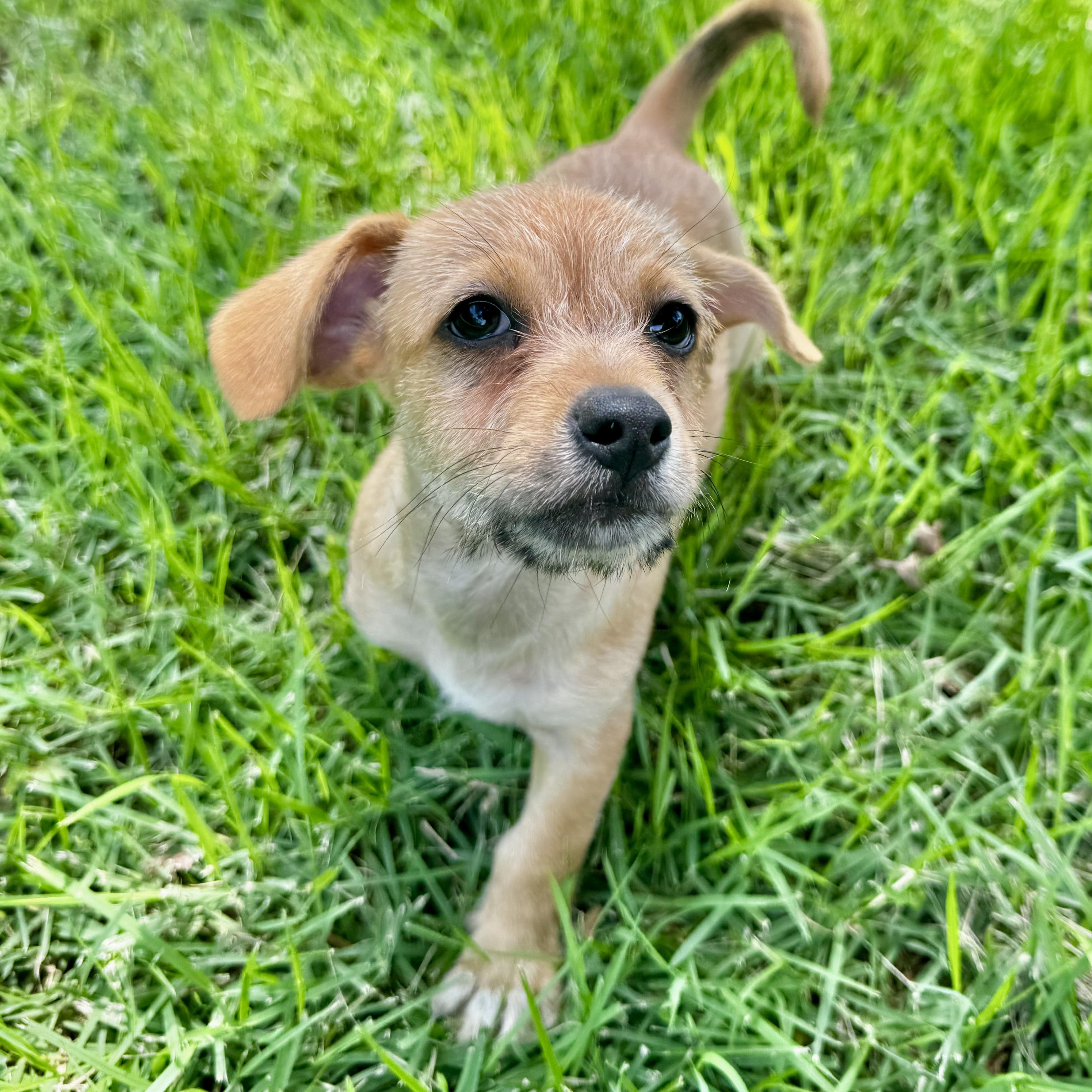 Enlarge Hollis, a Adoptable mixed breed in Beach Haven, NJ image 6/6