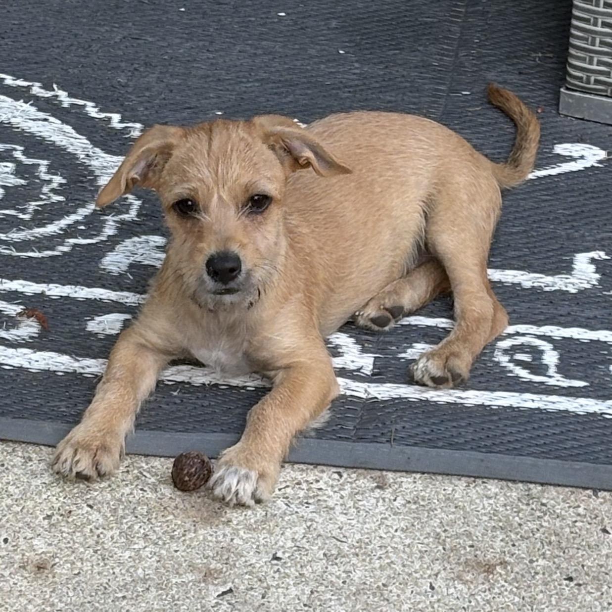 Enlarge Hollis, a Adoptable mixed breed in Beach Haven, NJ image 2/6