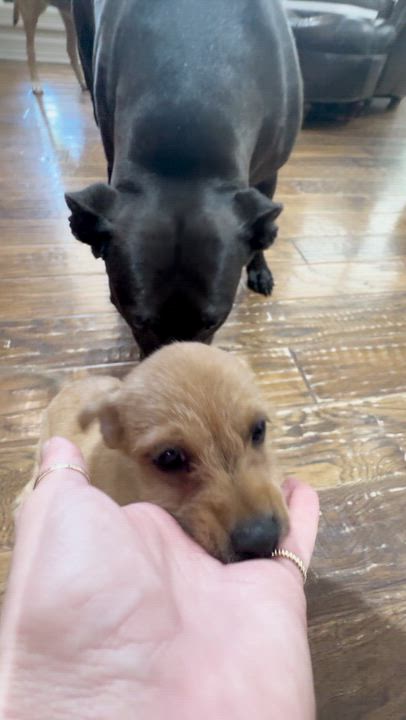 Enlarge Hollis, a Adoptable mixed breed in Beach Haven, NJ video 3/6