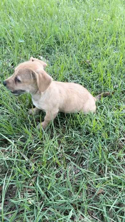 Enlarge Hollis, a Adoptable mixed breed in Beach Haven, NJ video 5/6