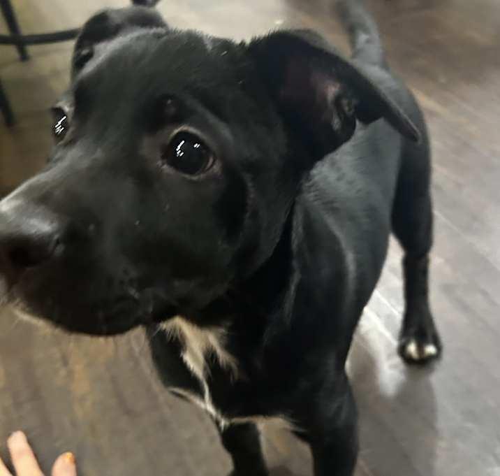 Enlarge Miley, a Adoptable Mixed Breed in Brownstown, IN image 1/3