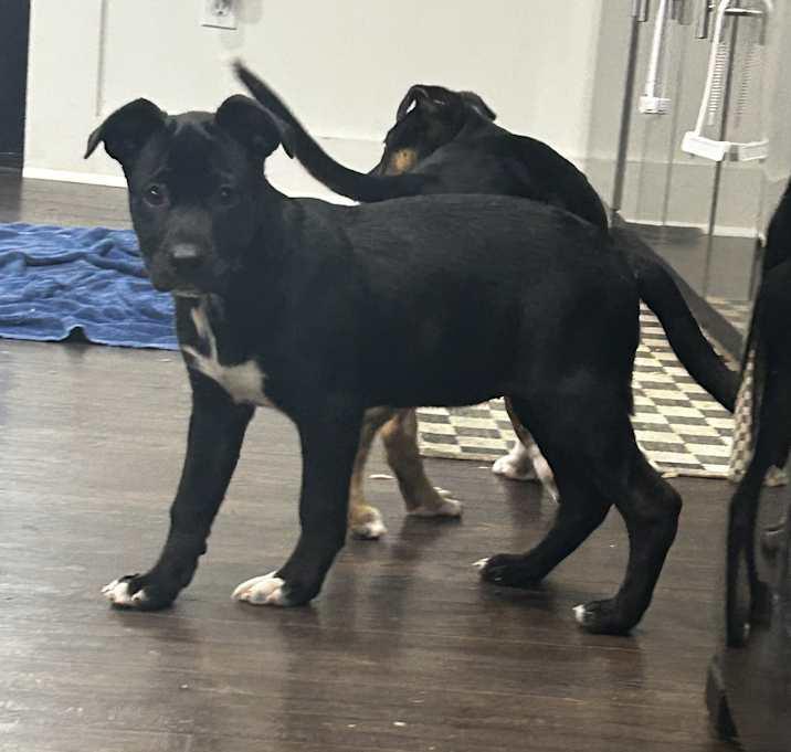 Enlarge Miley, a Adoptable Mixed Breed in Brownstown, IN image 2/3