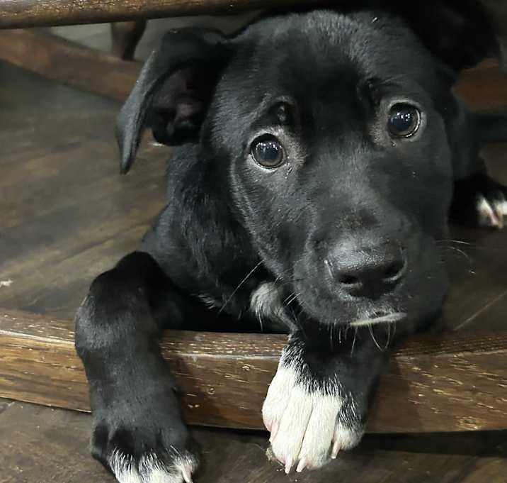 Enlarge Miley, a Adoptable Mixed Breed in Brownstown, IN image 3/3