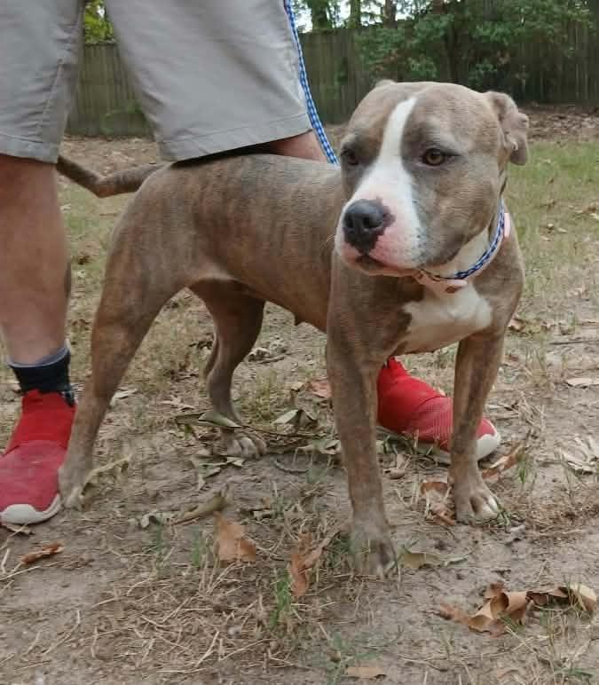 Enlarge Sunny, a Adoptable American Staffordshire Terrier in bauxite, AR image 3/3