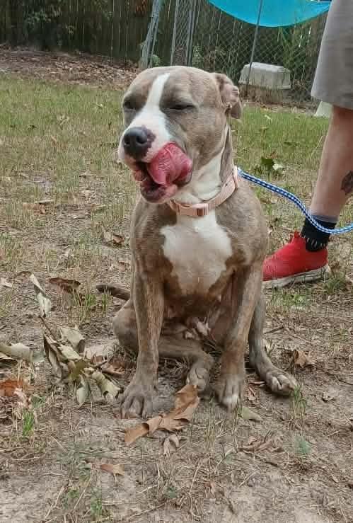 Enlarge Sunny, a Adoptable American Staffordshire Terrier in bauxite, AR image 2/3