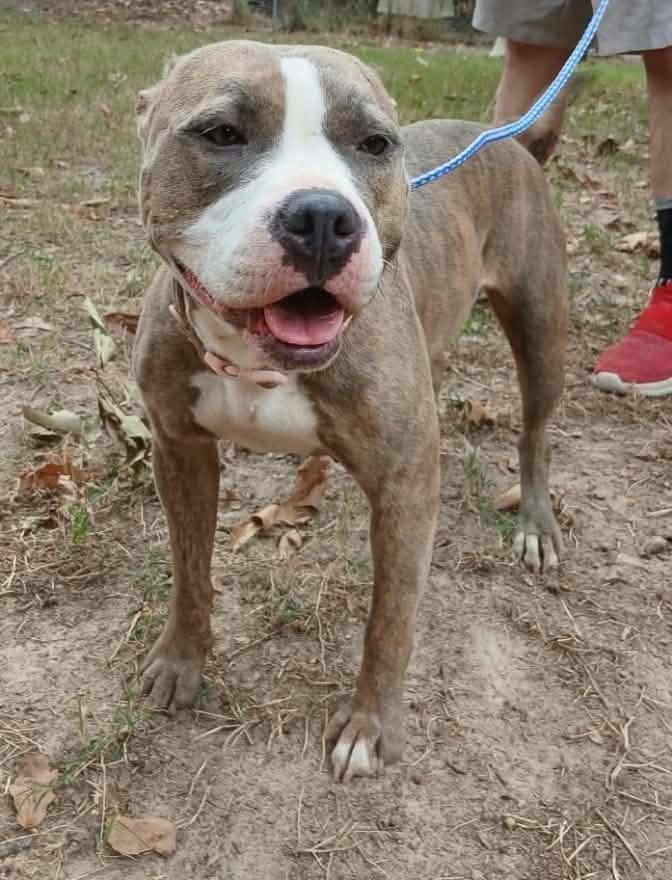 Enlarge Sunny, a Adoptable American Staffordshire Terrier in bauxite, AR image 1/3