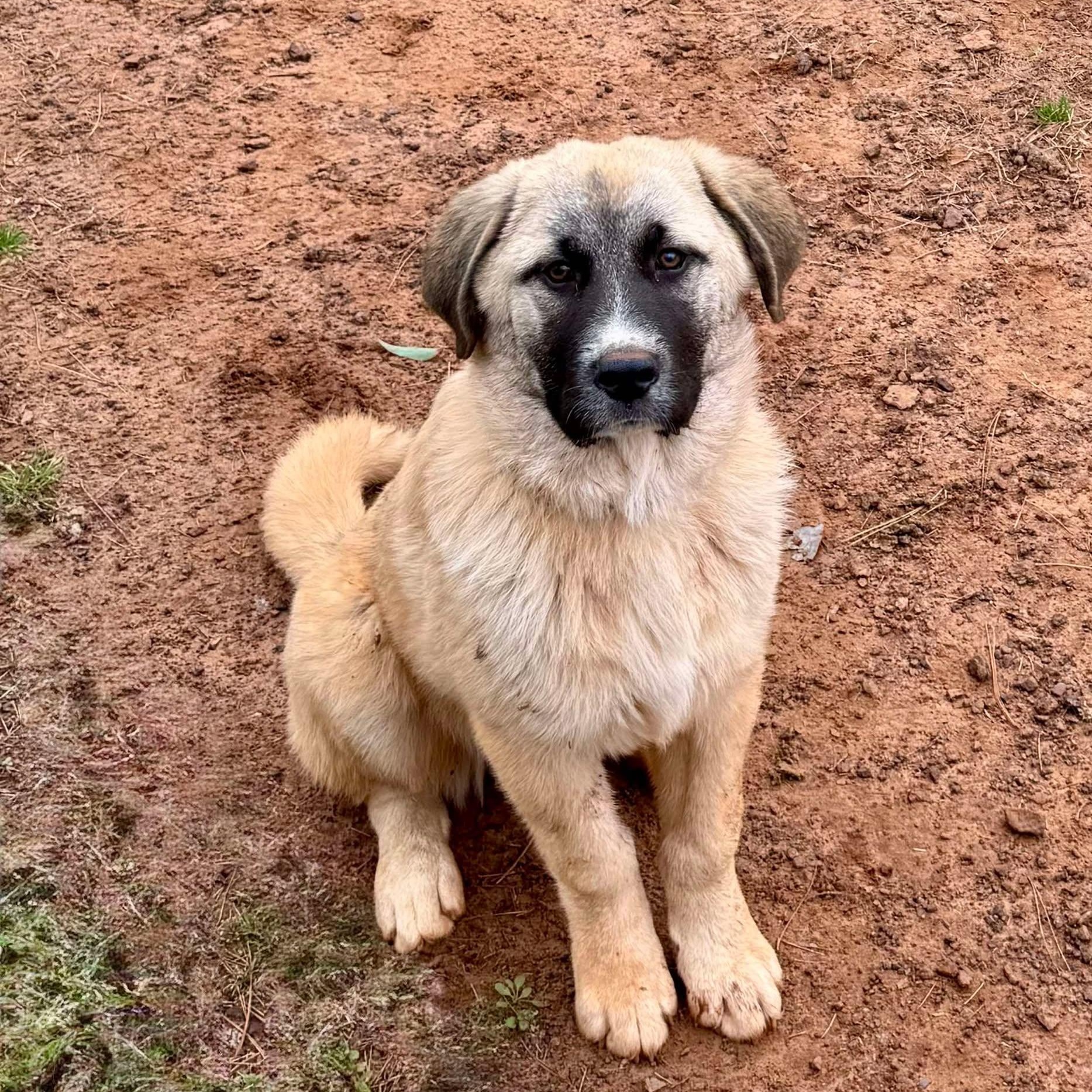 TEXAS, DALLAS; FOSTER OR FOSTER TO ADOPT; "HARRISON" photo 6