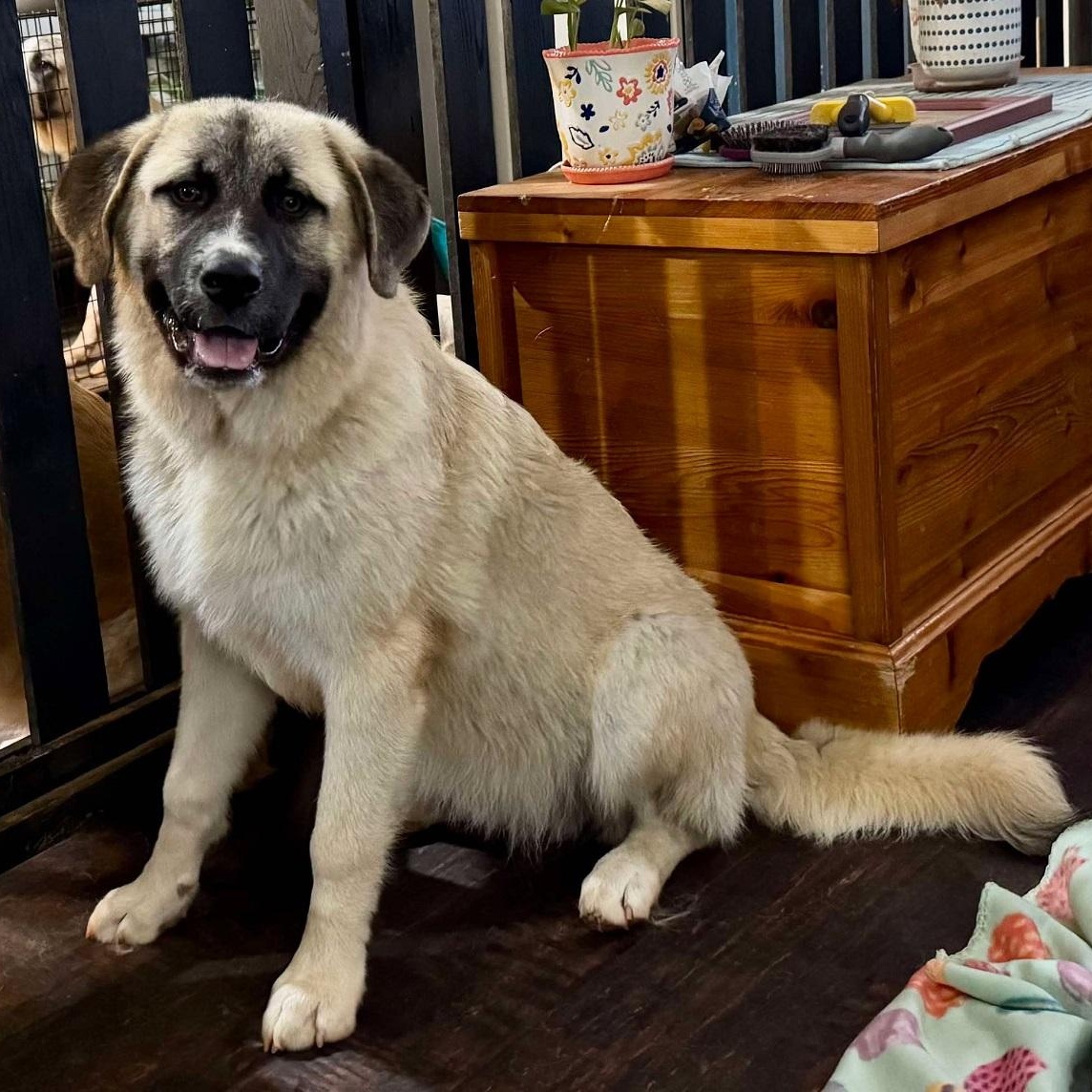 TEXAS, DALLAS; FOSTER OR FOSTER TO ADOPT; "HARRISON" photo 2