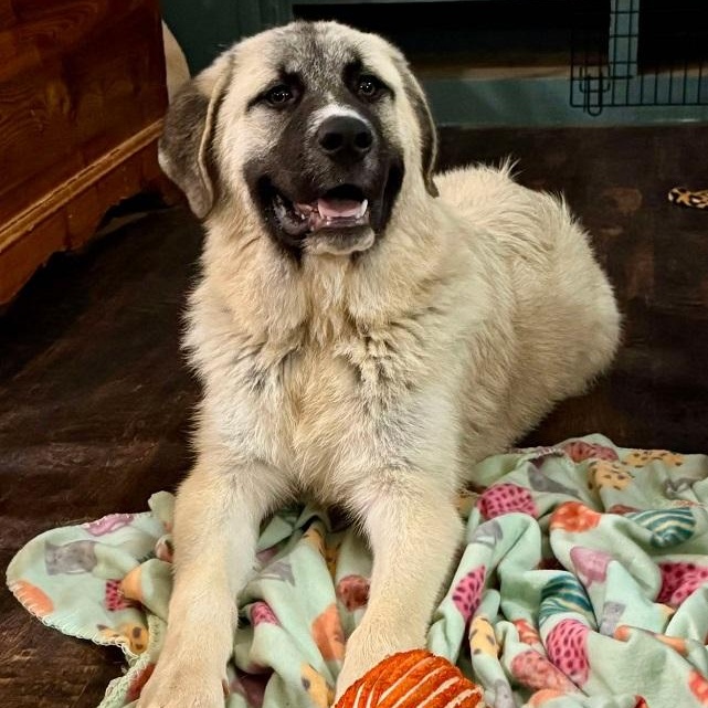 TEXAS, DALLAS; FOSTER OR FOSTER TO ADOPT; "HARRISON" photo 4