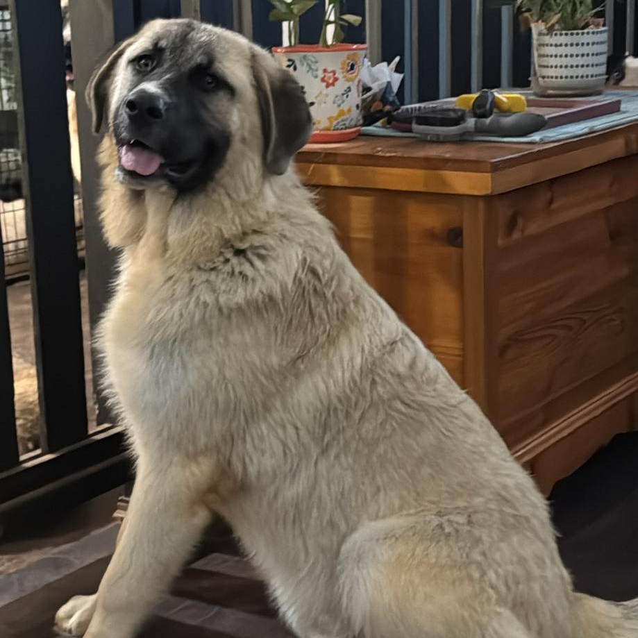 TEXAS, DALLAS; FOSTER OR FOSTER TO ADOPT; "HARRISON", Young Male Anatolian Shepherd