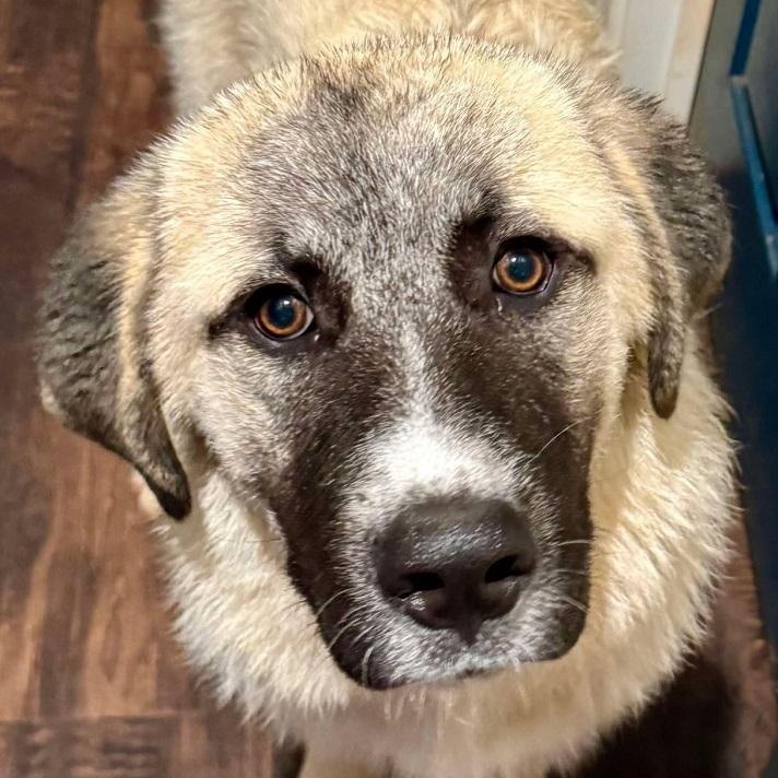 TEXAS, DALLAS; FOSTER OR FOSTER TO ADOPT; "HARRISON" photo 3