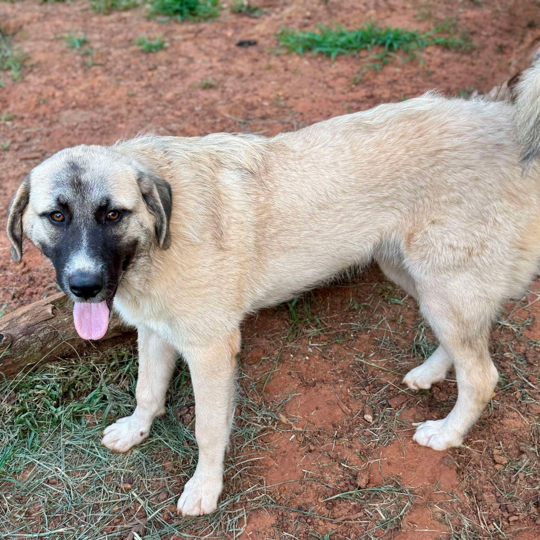 TEXAS, DALLAS; ***URGENT*** FOSTER, OR ADOPT; 