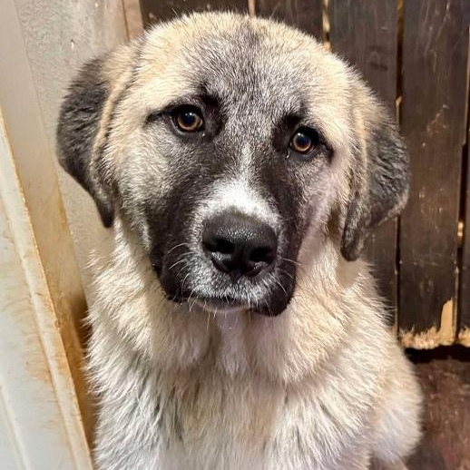 TEXAS, DALLAS; FOSTER OR FOSTER TO ADOPT; "HARRISON" photo 5