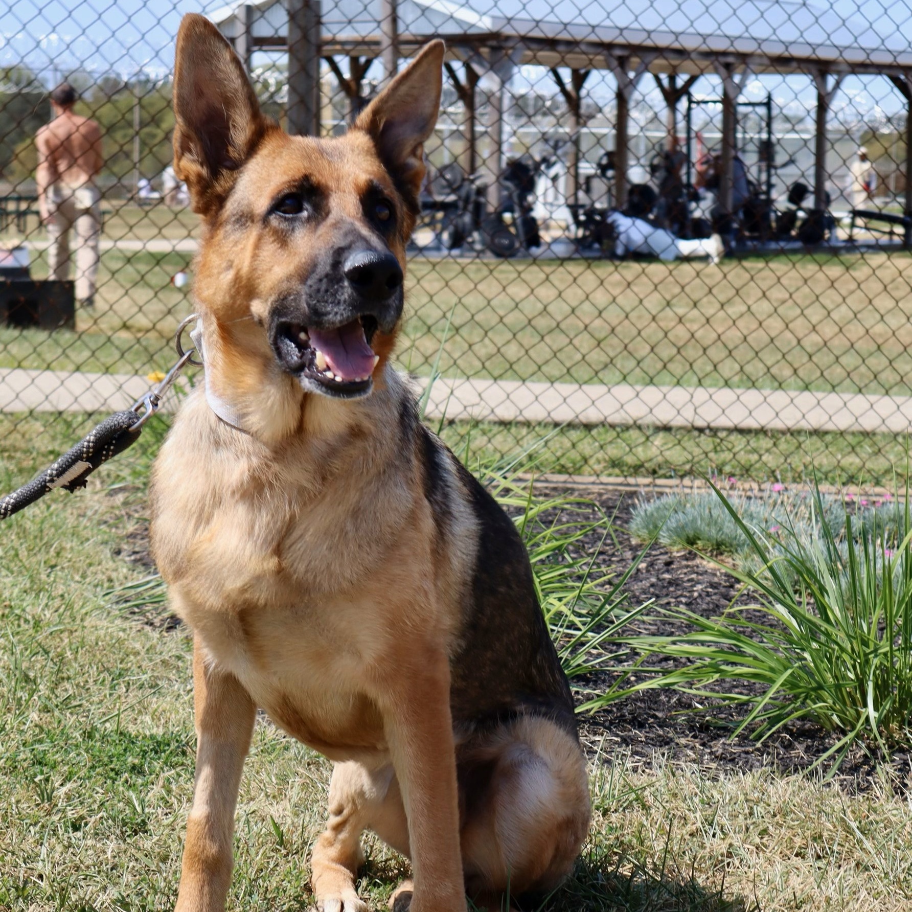 Dog for adoption NASH Paws Behind Bars Trained, a German Shepherd