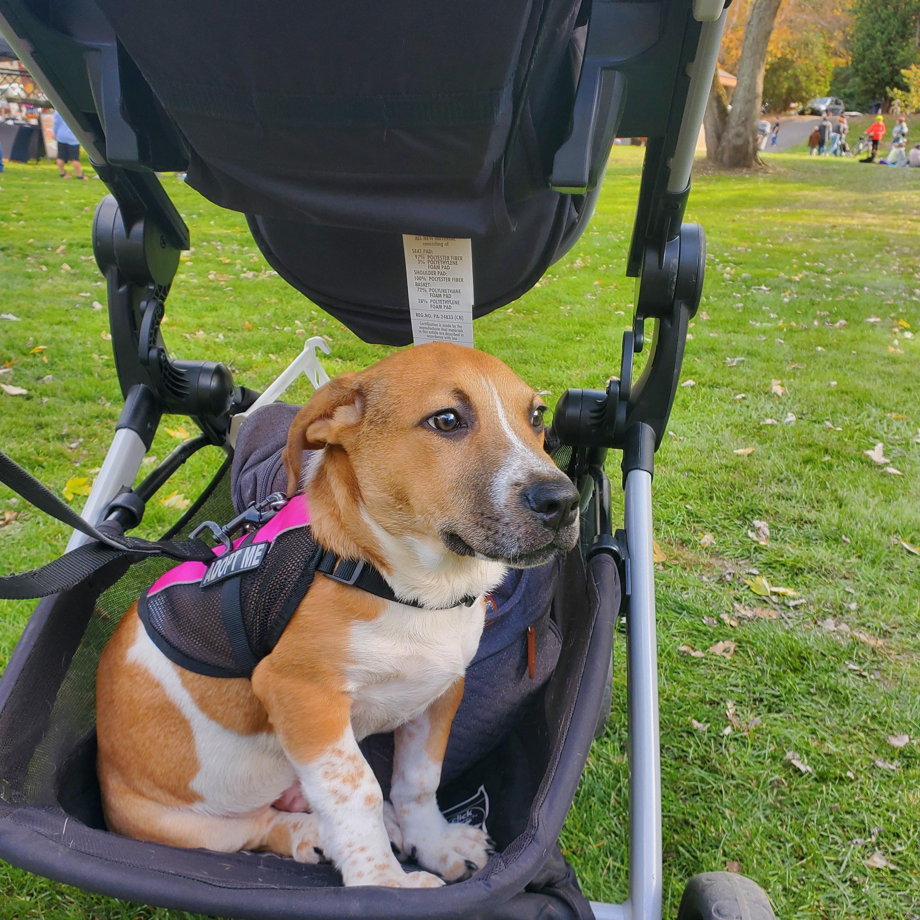Enlarge Linguini Short Legs !, a Adopted mixed breed in Blairstown, NJ image 1/6