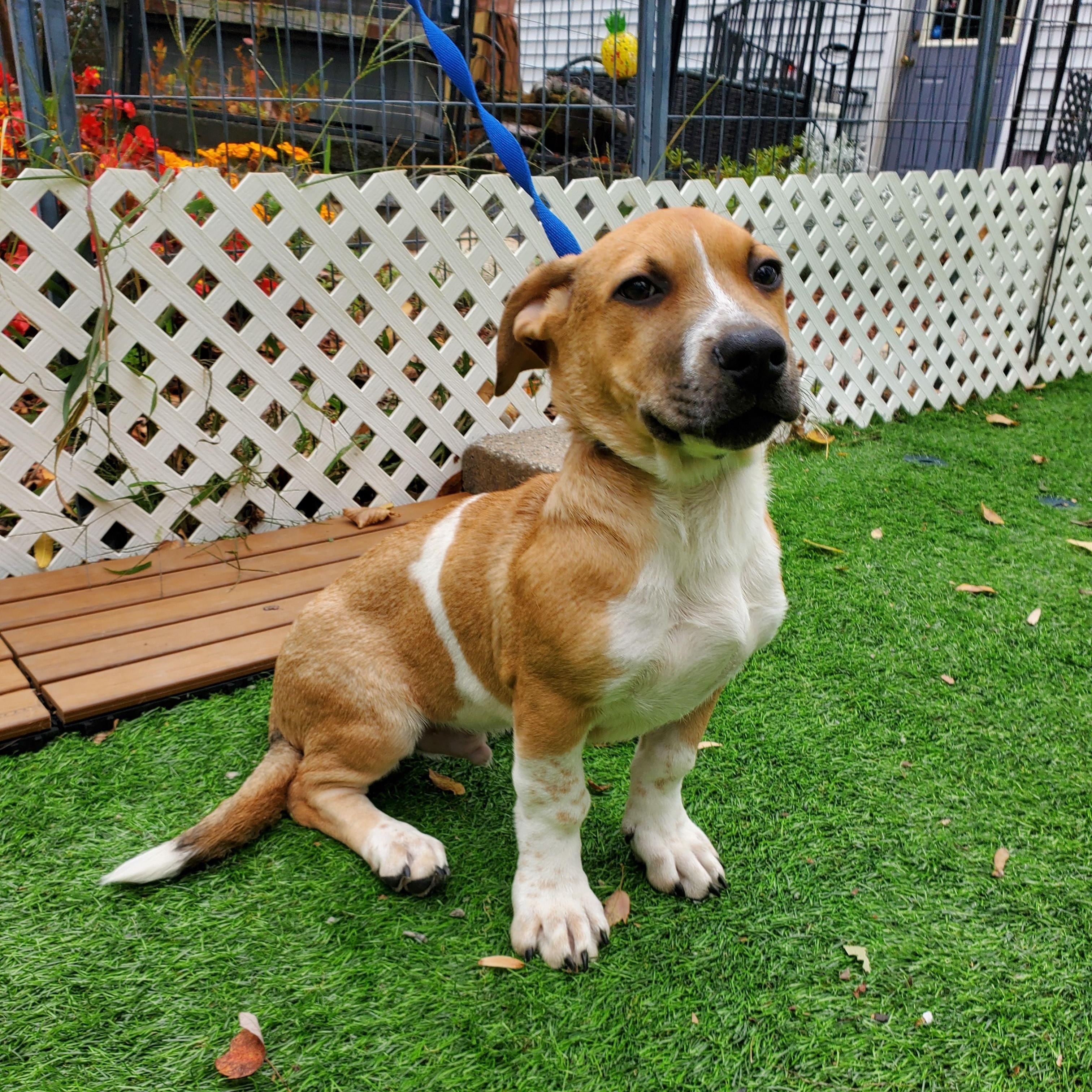 Enlarge Linguini Short Legs !, a Adopted mixed breed in Blairstown, NJ image 2/6