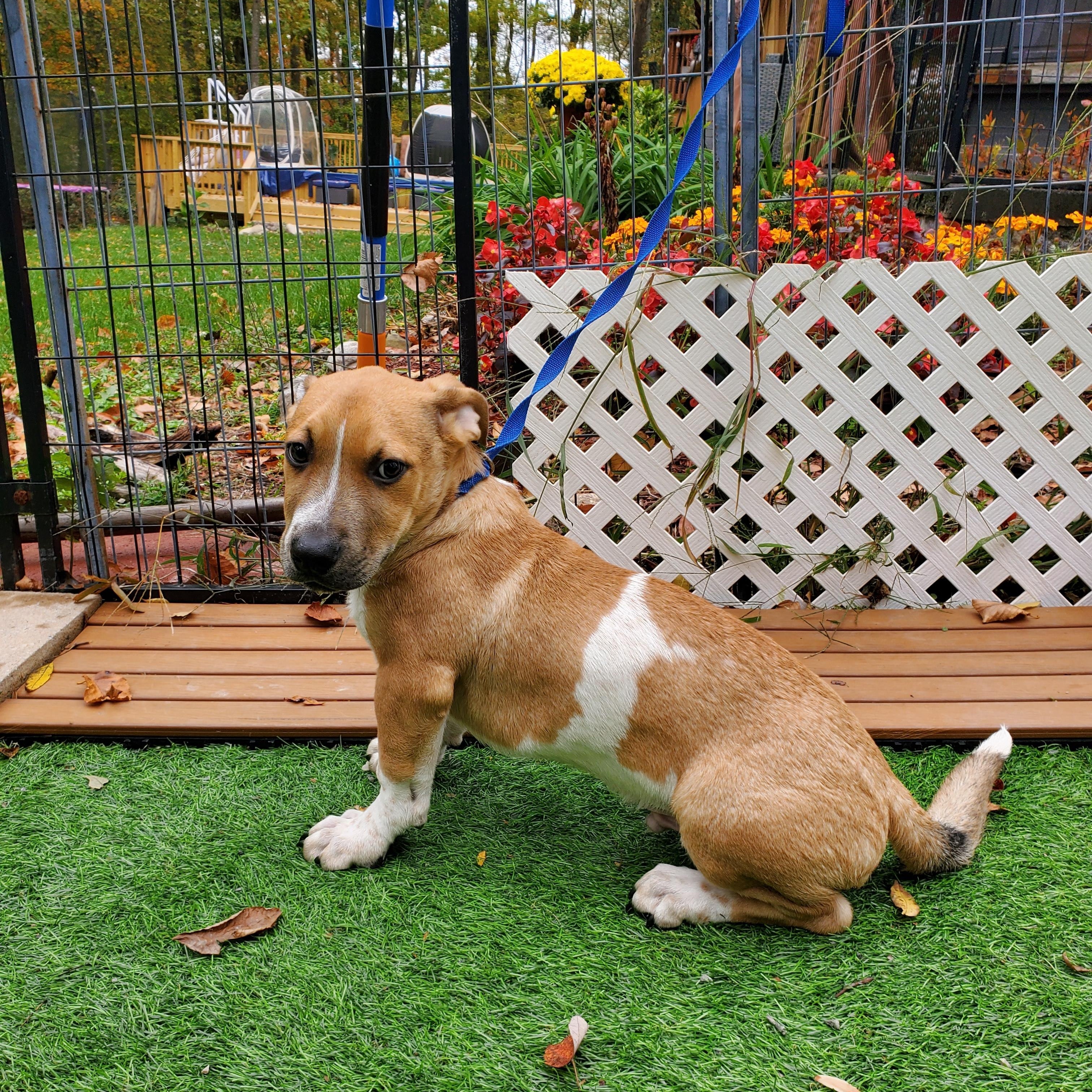 Enlarge Linguini Short Legs !, a Adopted mixed breed in Blairstown, NJ image 4/6