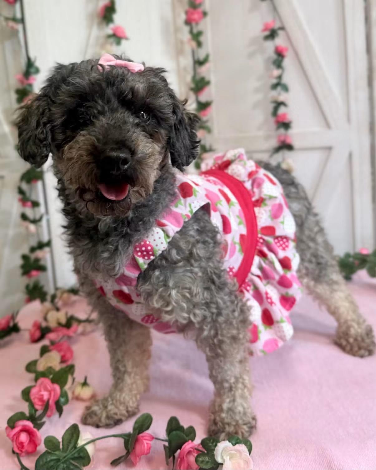 Licorice, adopted, Adult Female Miniature Poodle.