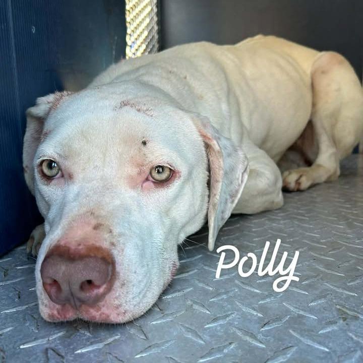 Polly, Adoptable, Adult Female American Staffordshire Terrier & Mixed Breed.