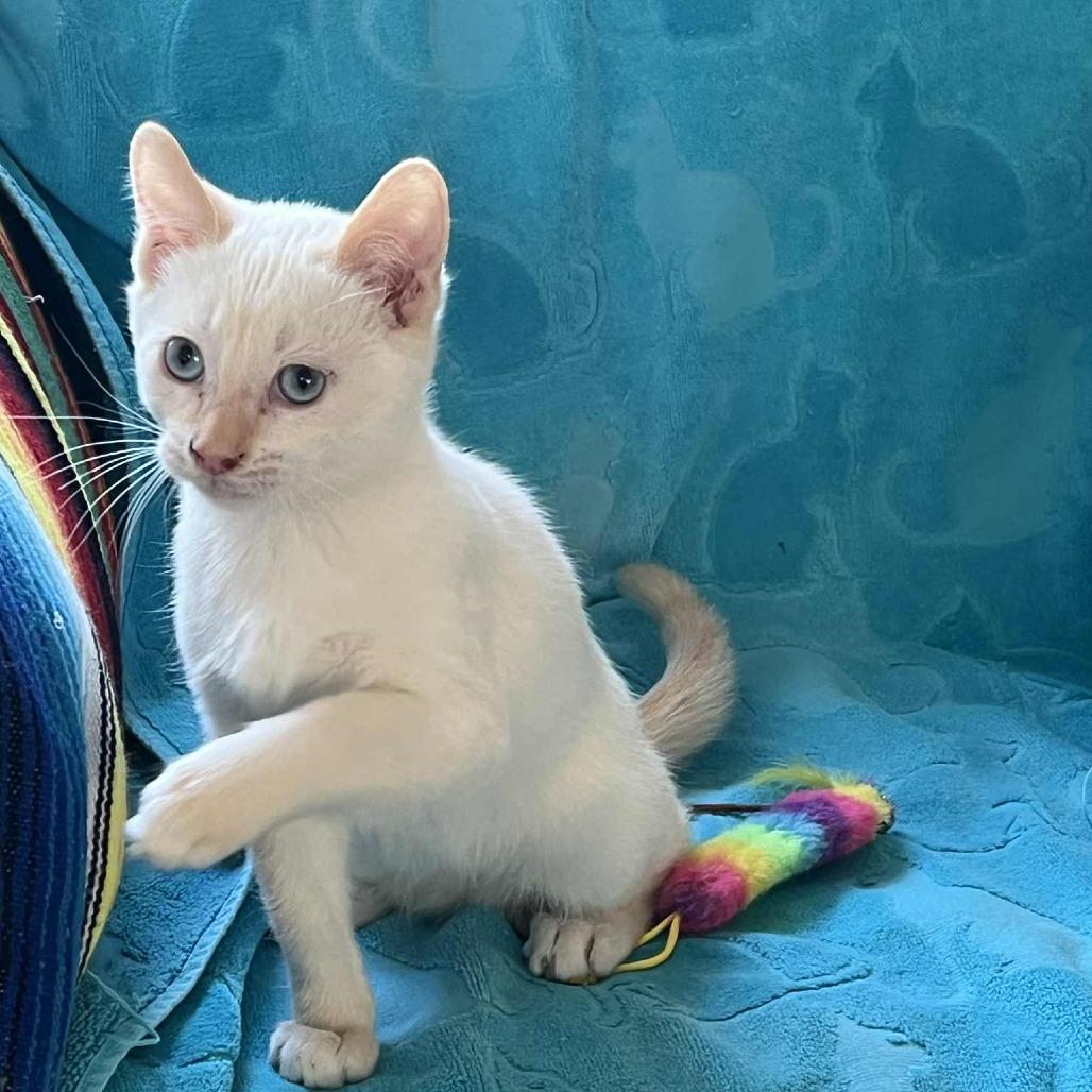 Lucky, Adoptable, Kitten Male Siamese.