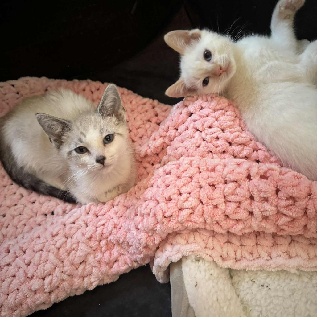 Enlarge Lucky, a Adoptable Siamese in Agoura Hills, CA image 2/6