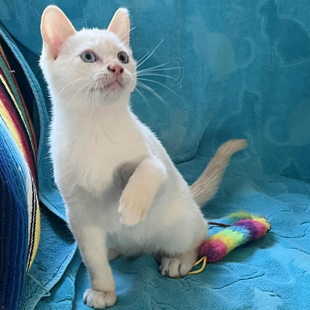 Enlarge Lucky, a Adoptable Siamese in Agoura Hills, CA image 3/6